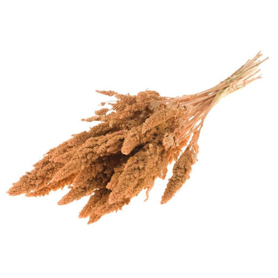 Getrocknetes Amaranthus coralle rosa