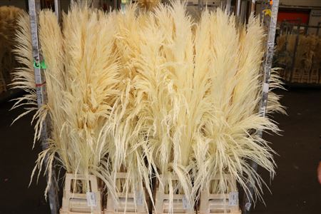 Pampas -Grasfedern gefüllte gebleichte Federn xl