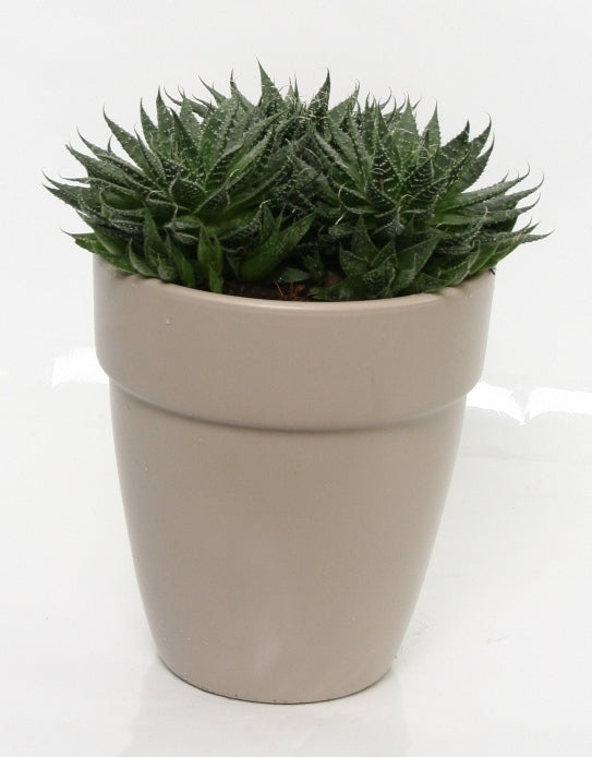 Aloe Vera in einem steingrauen Keramik -Topf