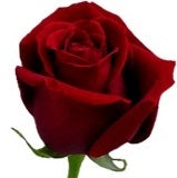 20 mittelgroße Rosen mittelgrower von 50 cm
