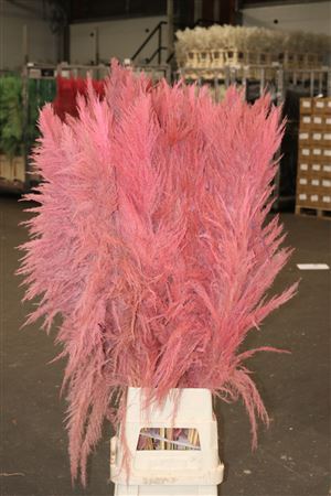 Pampasgras Fecken gefüllt Pink Pluimen xl