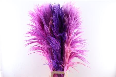 Pampas Grass Milka gut gefüllte weiche Federn getrocknet