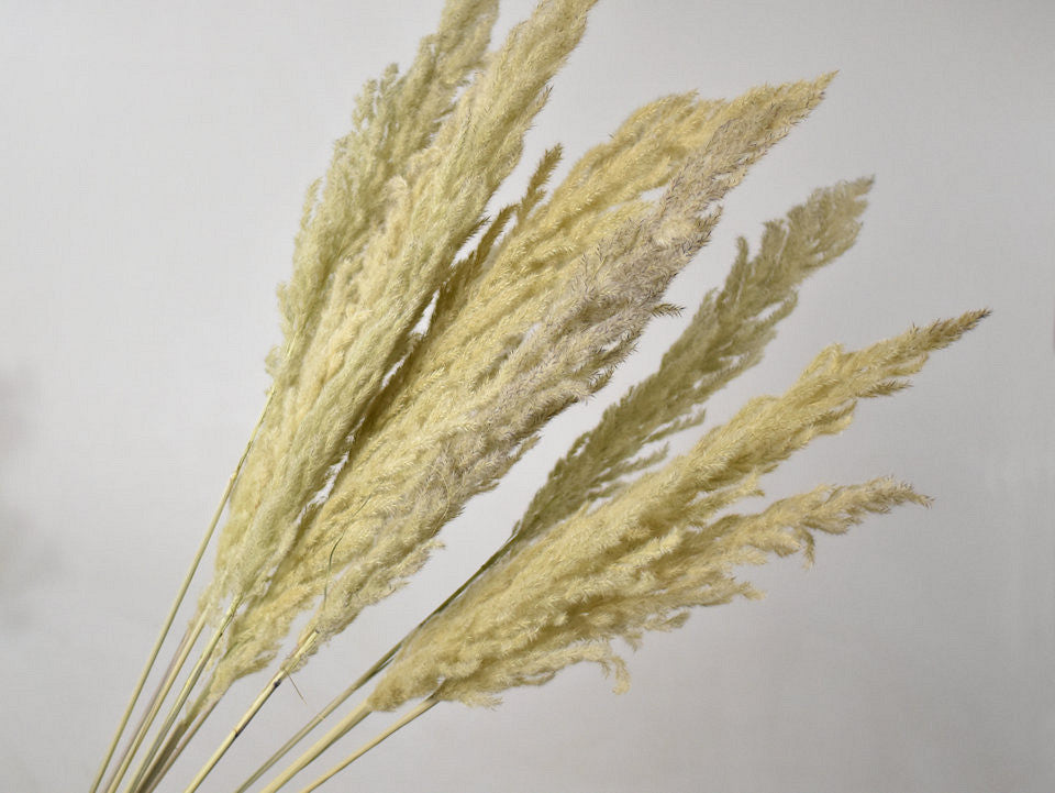 Erianthus 110 cm pro Griff