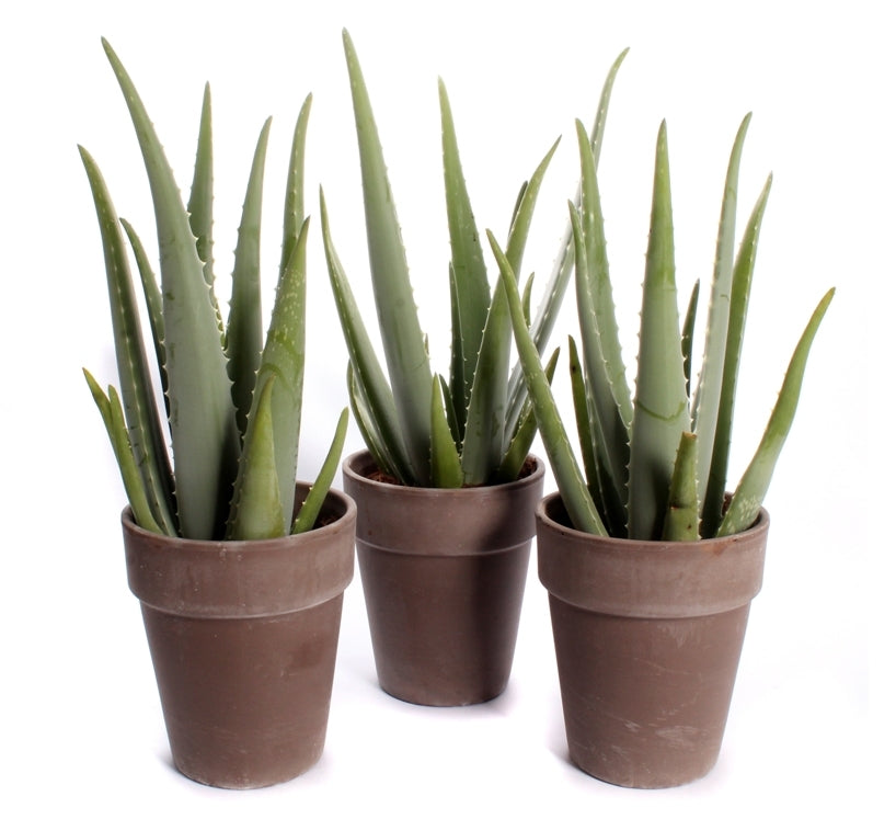 Aloe Vera in einem braunen grauen Steintopf