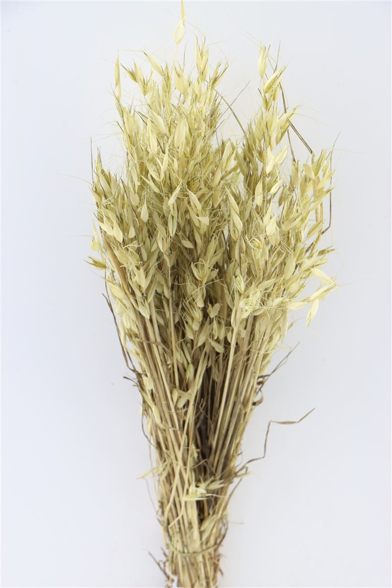 Getrocknete Wild Avena (Hafer) hellgrün