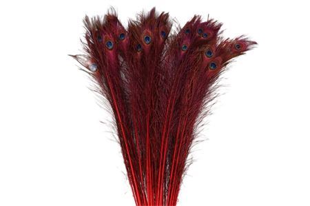 Peacock Springs rot lang