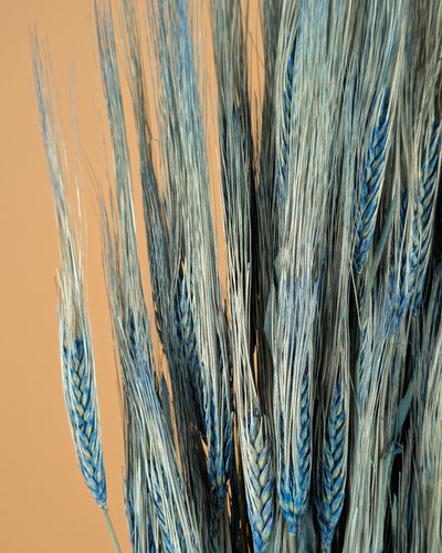 Gerste Blue 70 cm