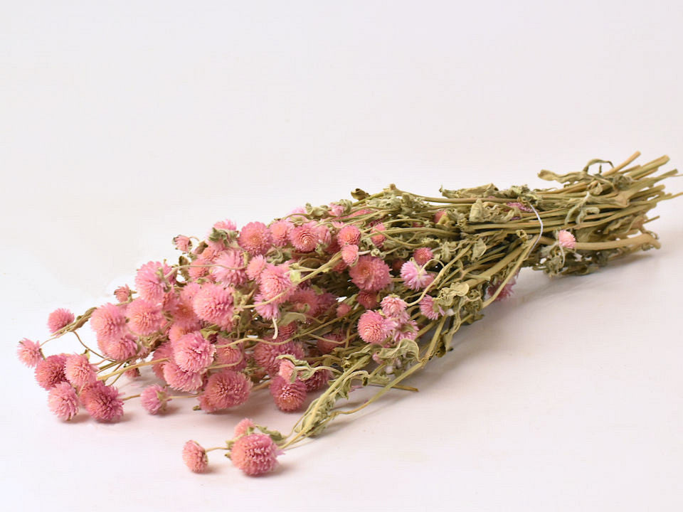 Gomphrena Pastellrosa 50 cm