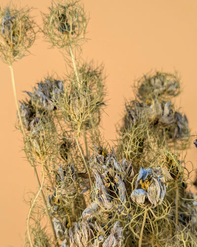 Getrocknete Nigella Blumenblau