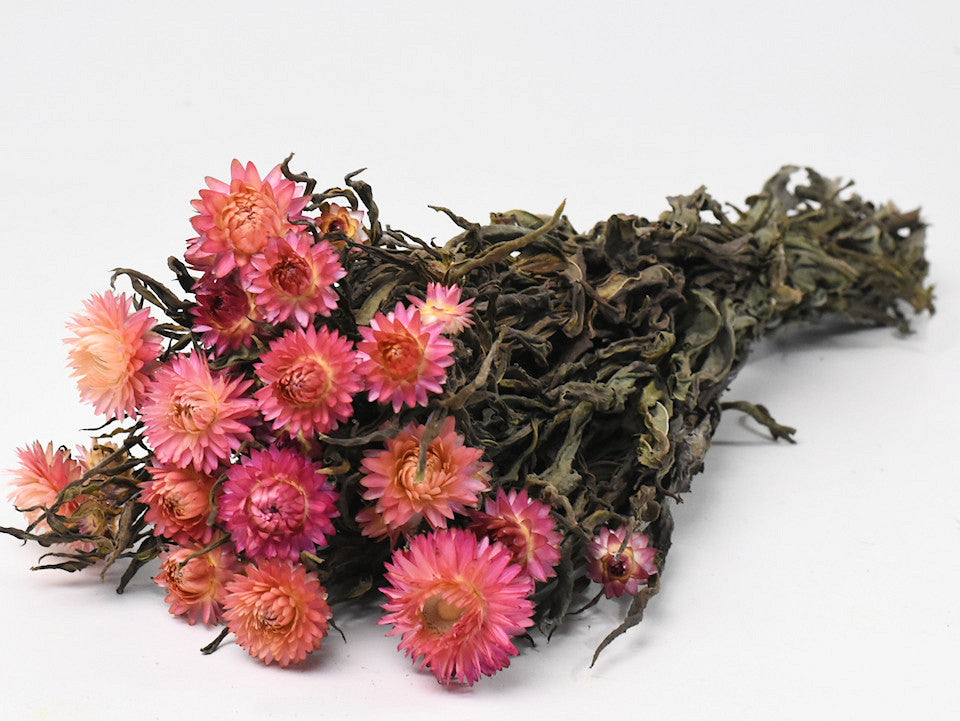 Helichrysum Lachsrosa 45 cm