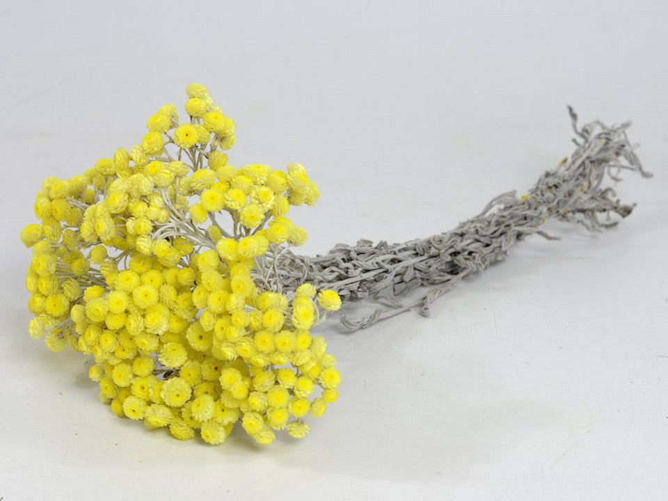 Helichrysum Immortelle Geel 30 cm