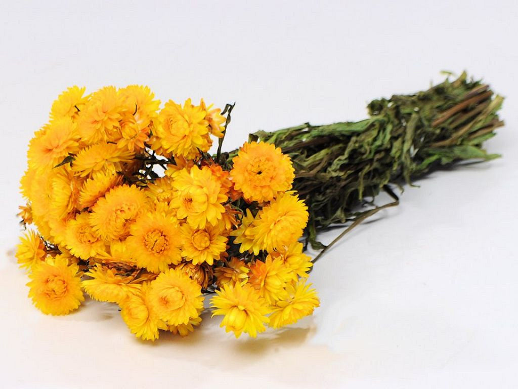 Helichrysum Yellow 45 cm