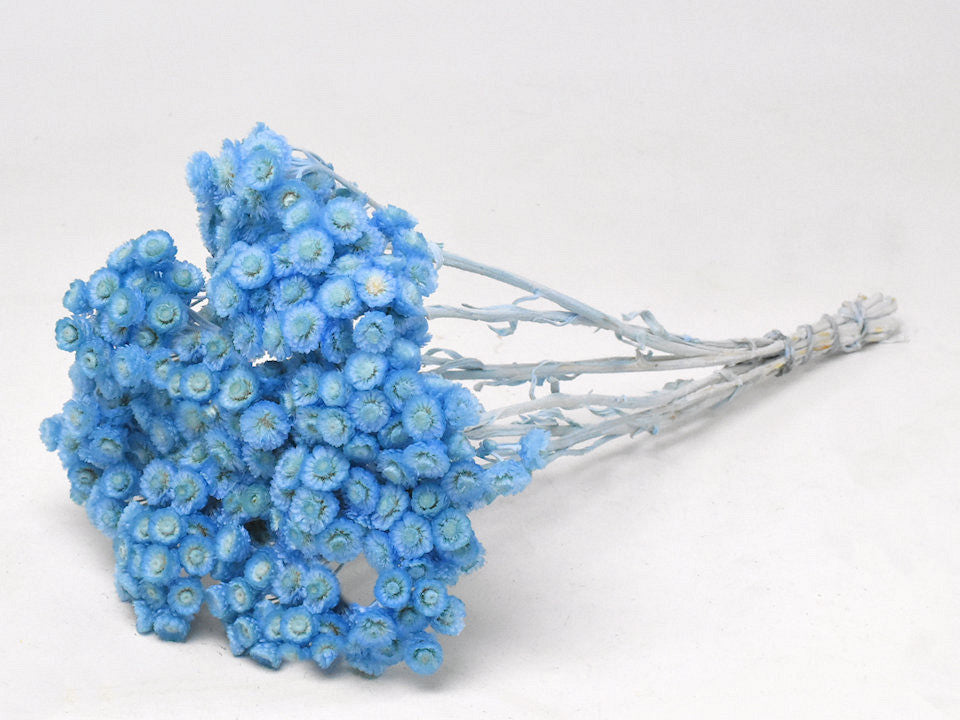 Helichrysum Immortelle 30 cm Pastellblau
