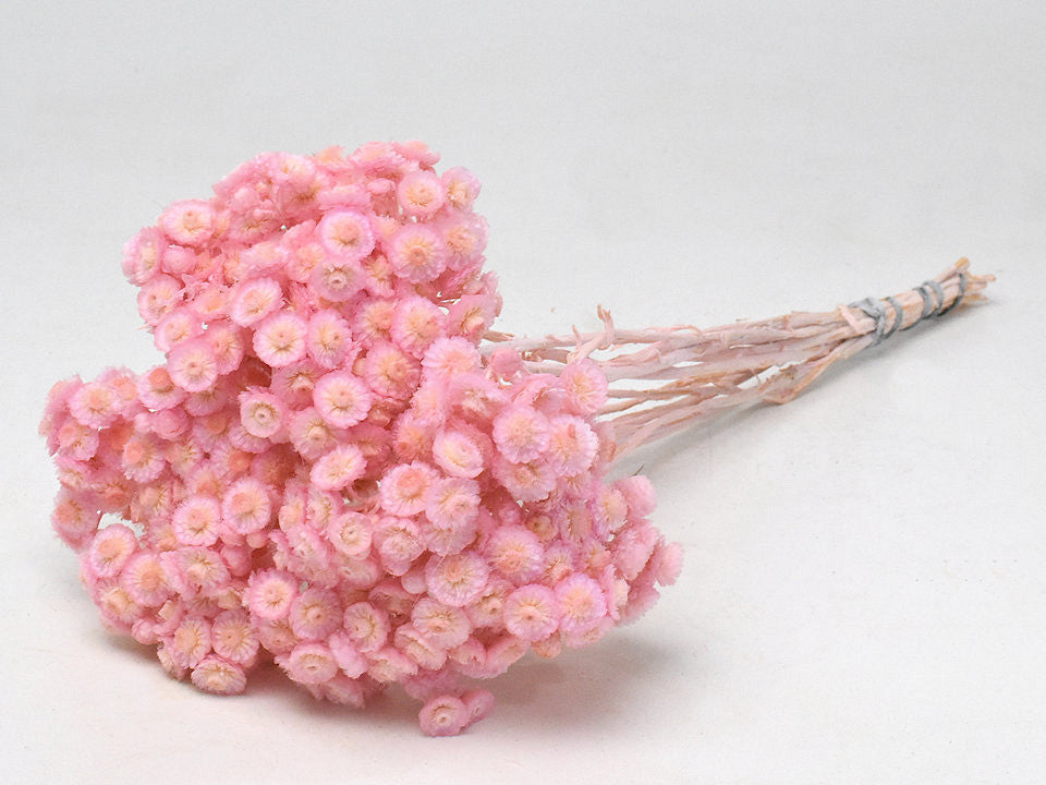 Helichrysum Immortelle 30 cm Pink