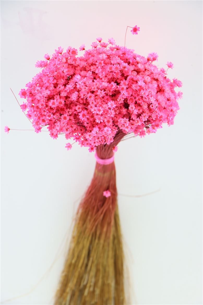 Glixia (Sternblume) getrockneter Cerise