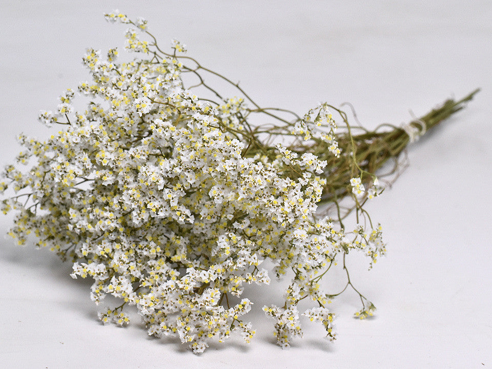 Getrocknetes Limonium -Diamant weiß
