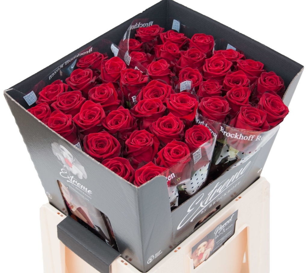 Rosen Bouquet rot von 100 rot -leuchtenden Rosen