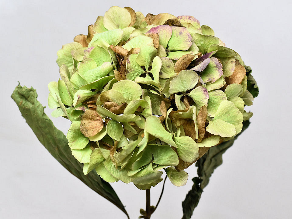 Getrocknete Hortensie durch Stahl