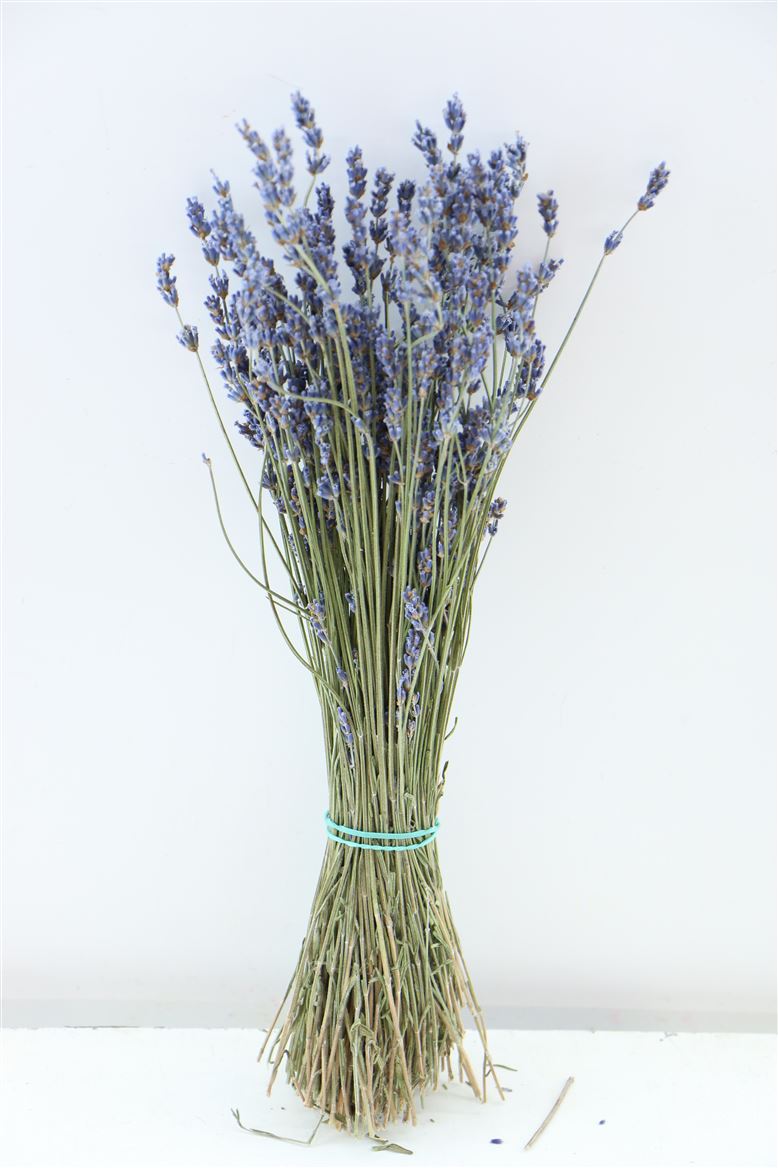 Getrockneter Lavendel natürlicher Dunkelblau