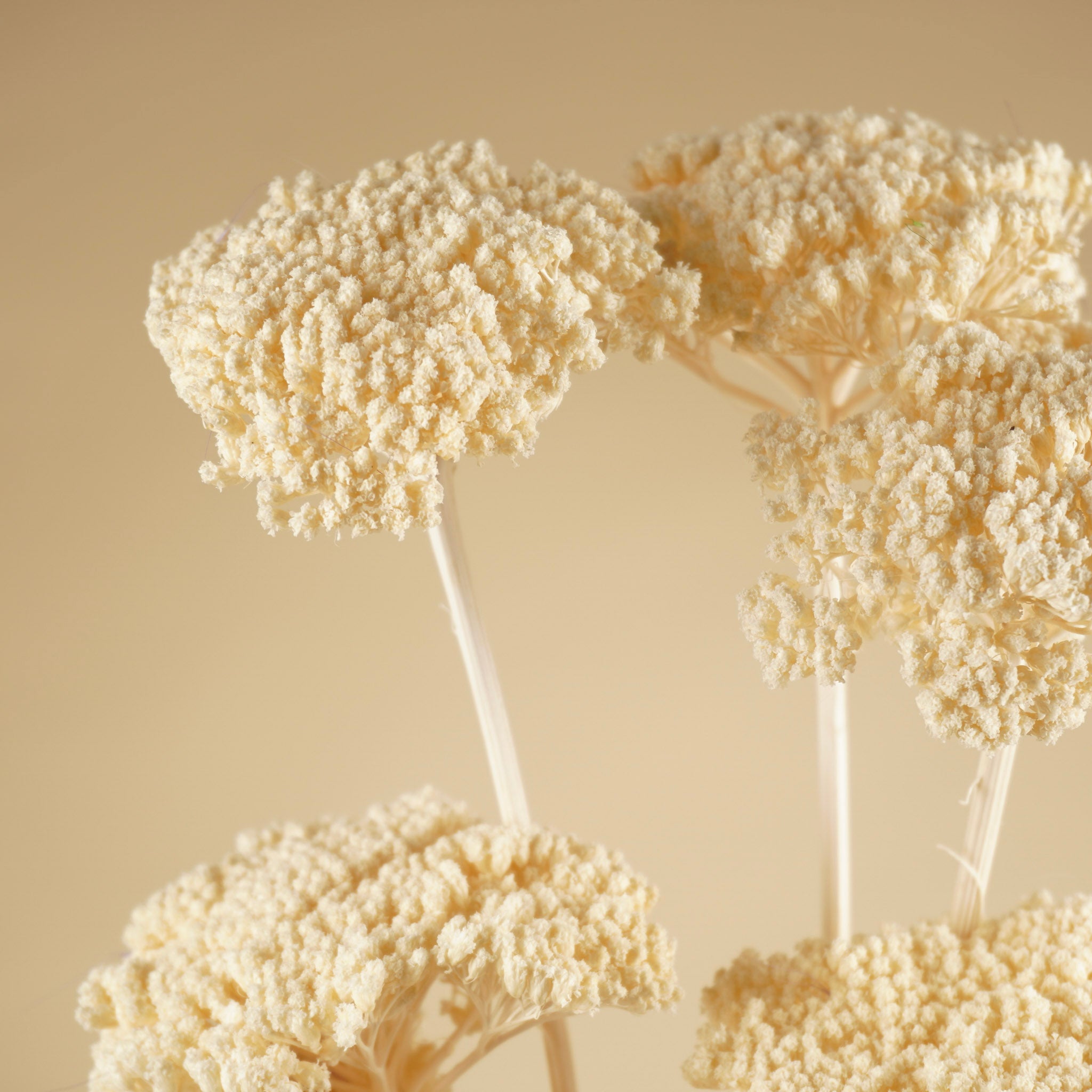 Getrocknete Achillea Parker bleichte gebleicht