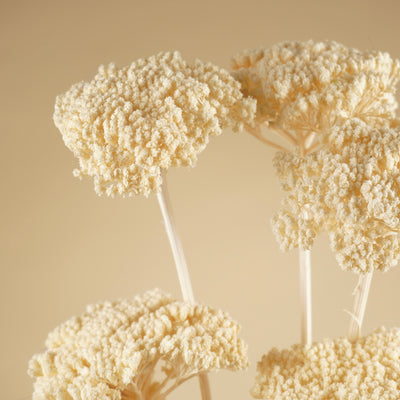 Getrocknete Achillea Parker bleichte gebleicht