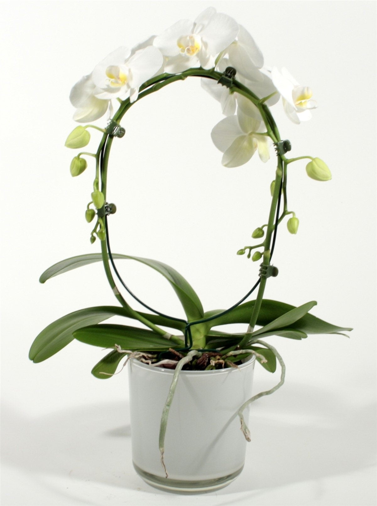 Phalaenopsis White Bogen im Claudia Glass Spot