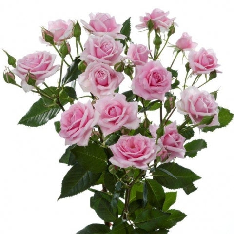 Rosrouquet Pink Trostrozen Länge 60 cm