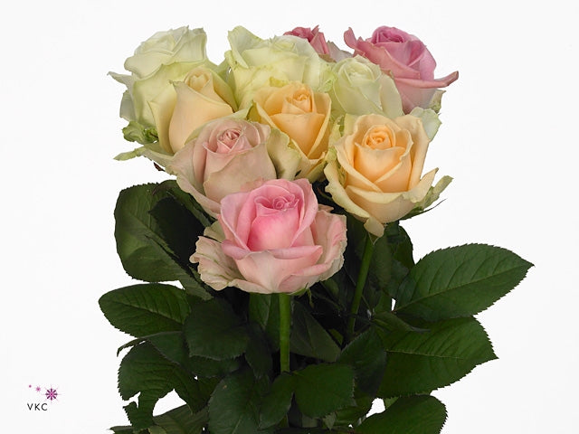 Bouquet von 10 langen großen, blühen Lawinenrosen Pastellmischung