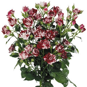 Bouquet Bicolor Trostrozen Länge 60 cm