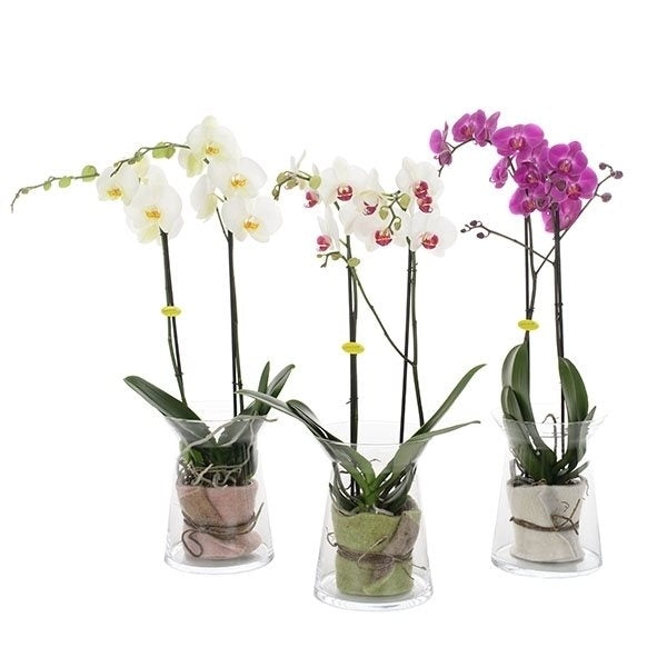 Phalaenopsis 2 Zweige in einem Sandglasglas mit Filzleinwand