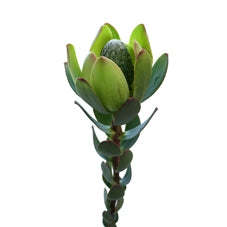 10 Leucadendron Safari Sonnenuntergang