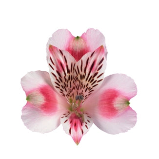 10 alstroemerias