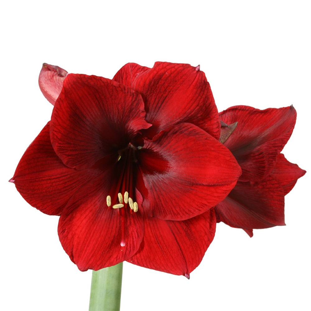 12 Amaryllis verschiedene Farben