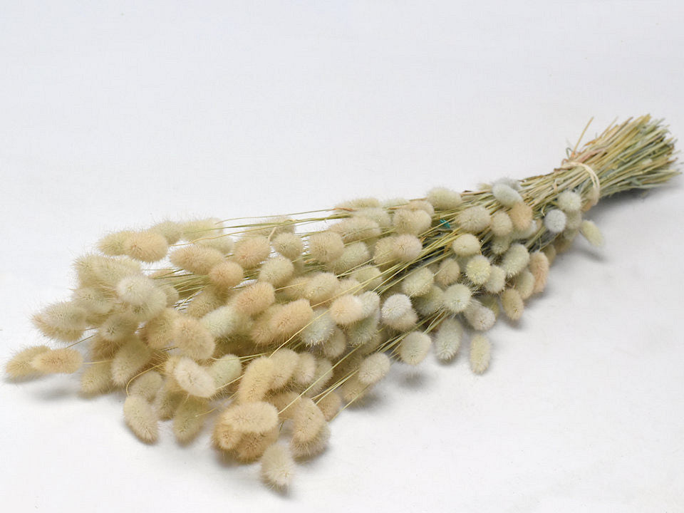 Lagurus 70 cm