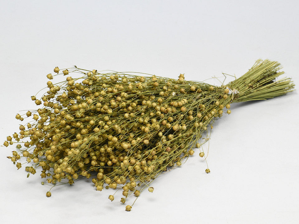 Linum 50 cm