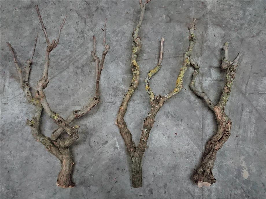 Serie Branch 50-70 cm dünn
