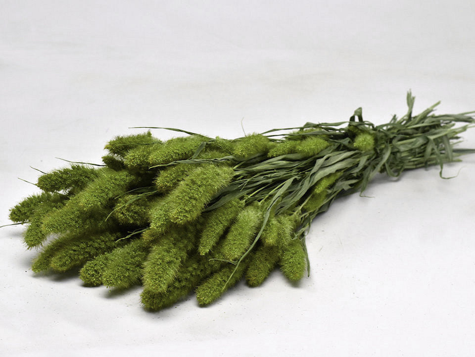 Getrocknete Setaria grün