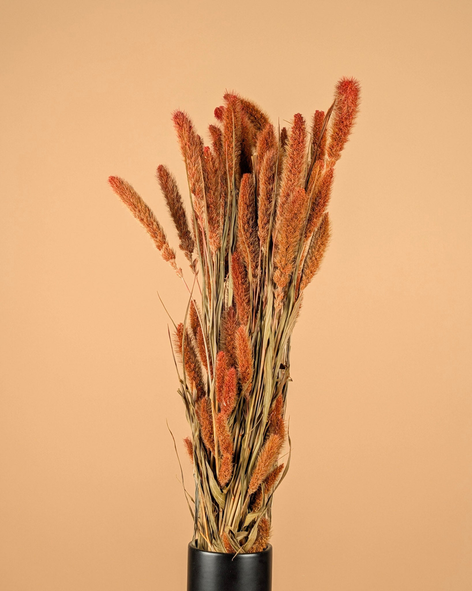 Getrocknete Setaria Orange