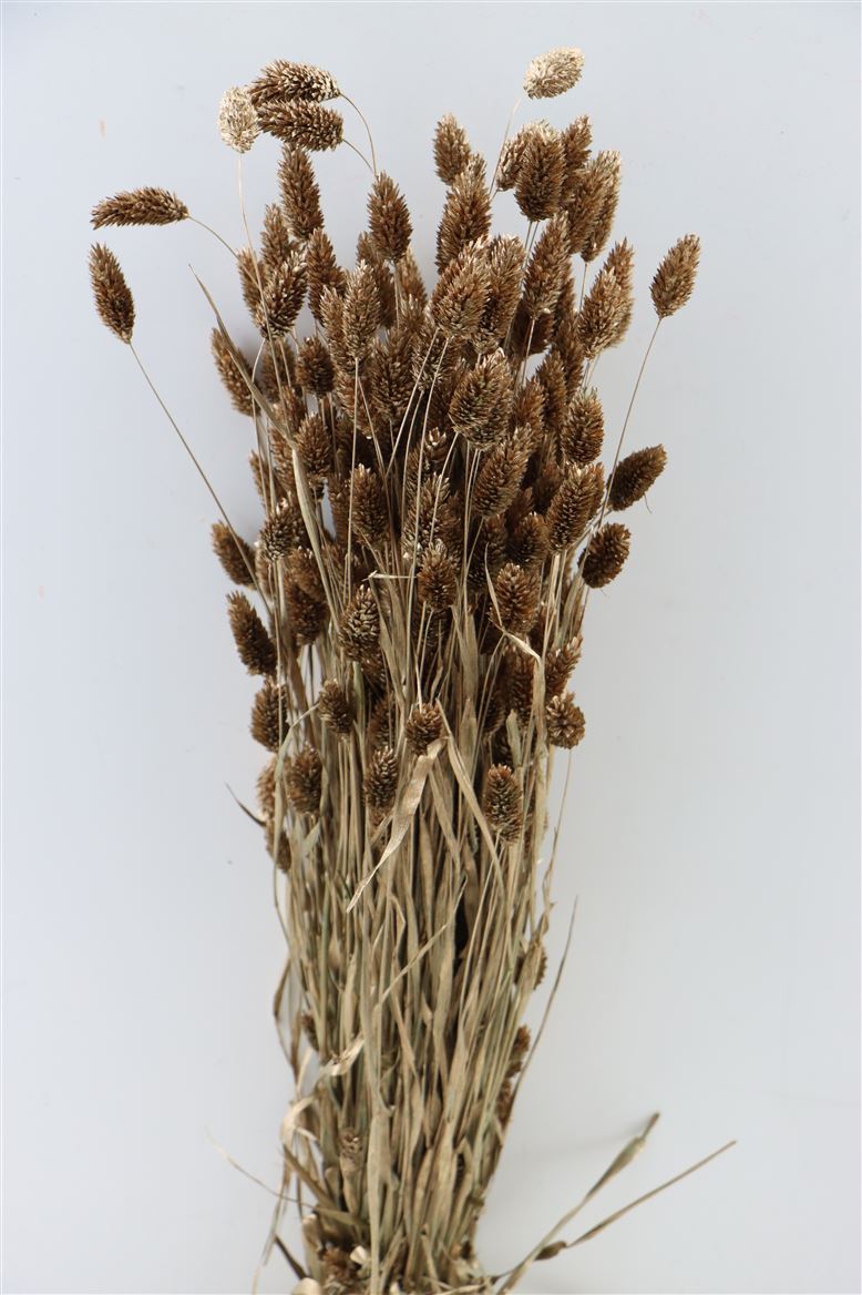 Getrocknetes Phalaris dunkeles Gold