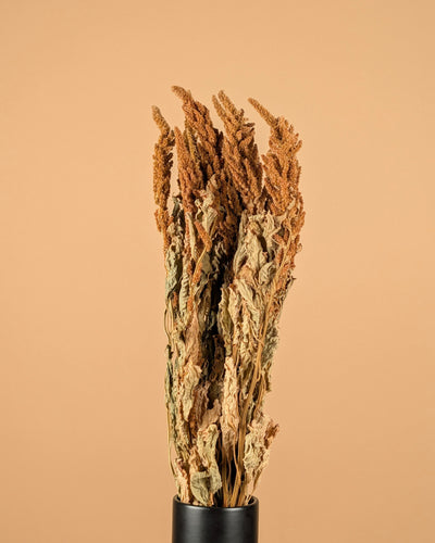 Amaranthus getrocknete Orange