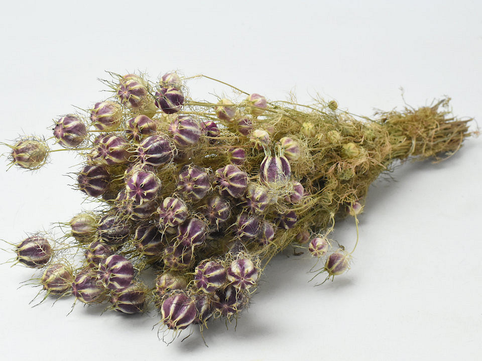 Nigella 50 cm
