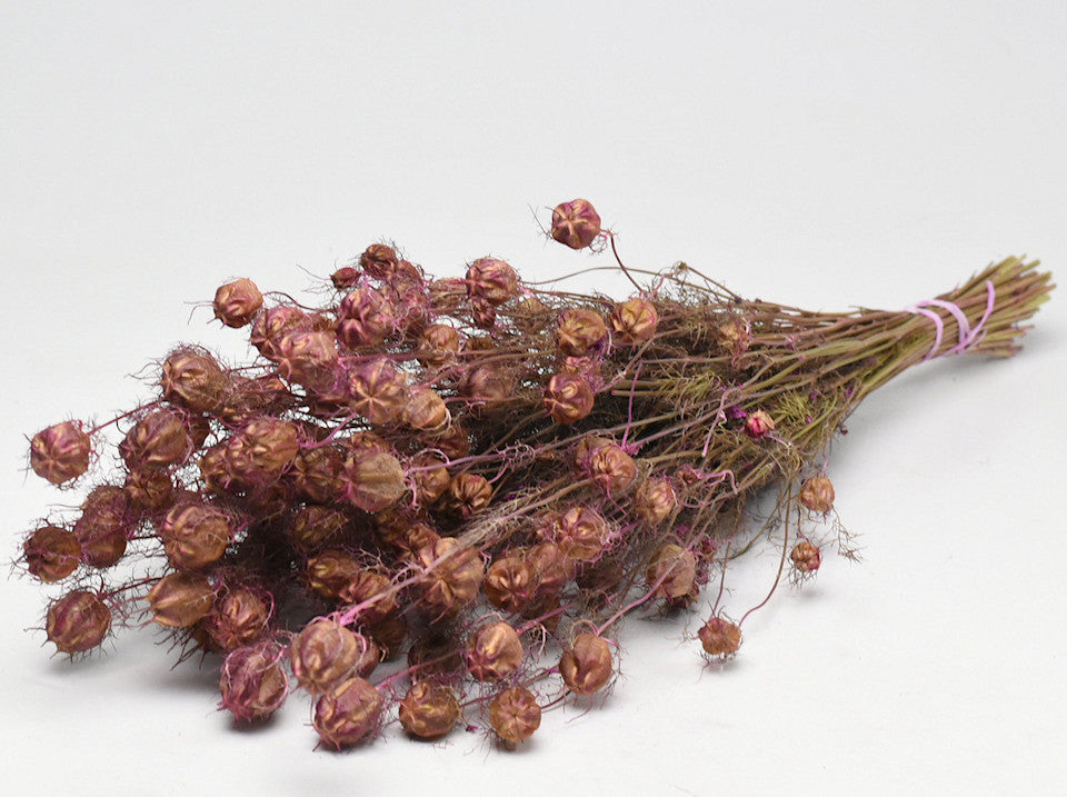 Nigella Pink 45 cm