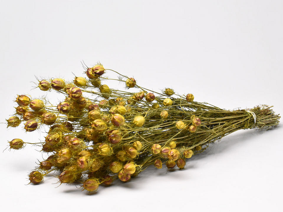 Nigella Yellow 45 cm