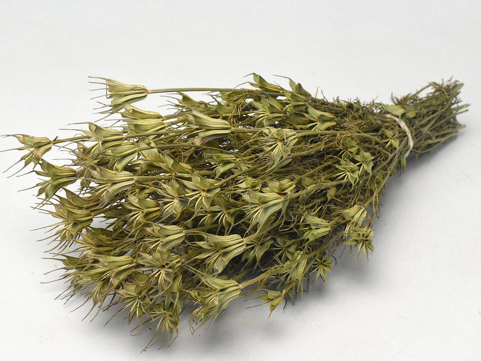Nigella orientalis 40 cm