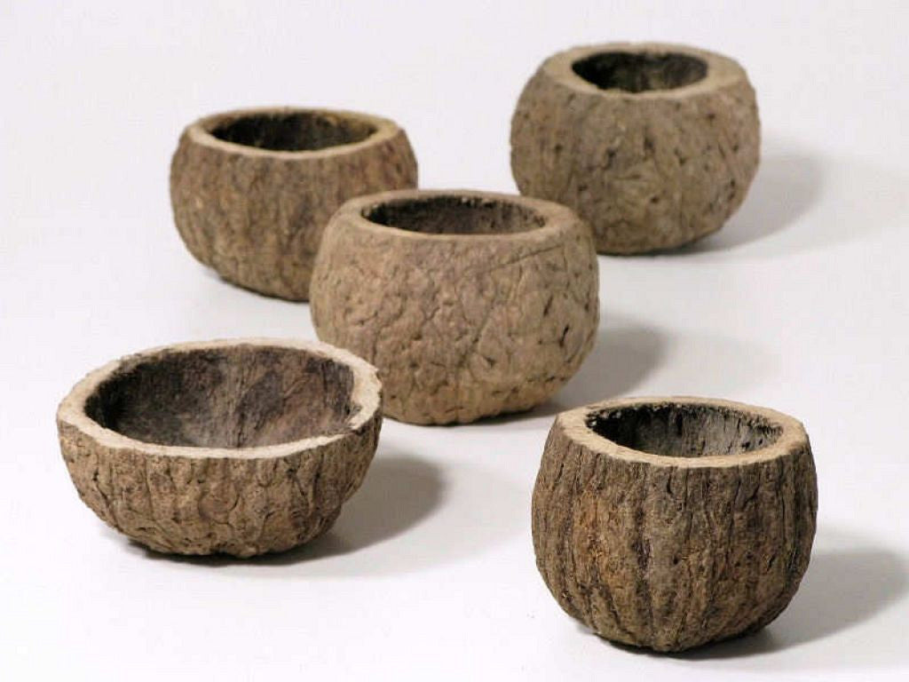 Rourico 8-10 cm