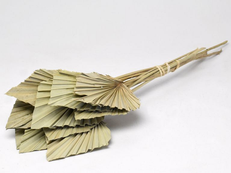 Palmspeer 40-55 cm
