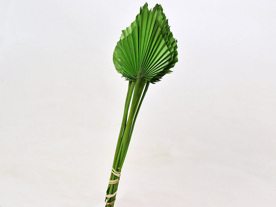 Palmspeer 40-55 cm grün