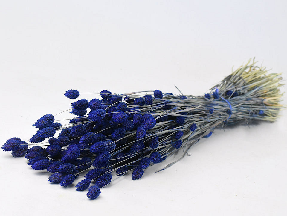Phalaris Blue 70 cm