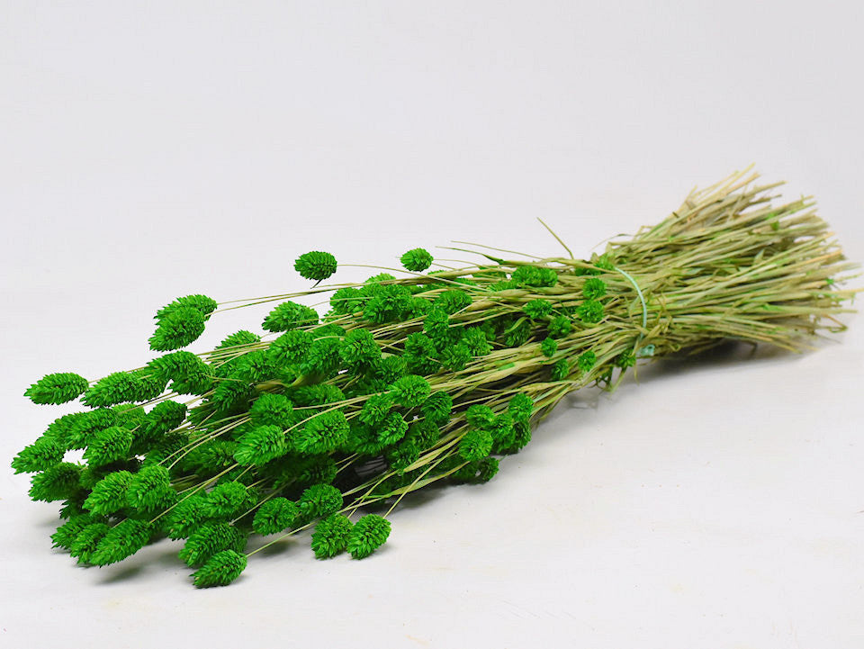 Phalaris Groen 70 cm