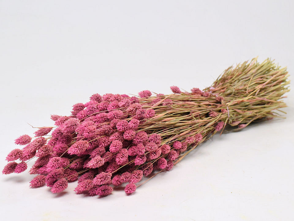 Phalaris Pink 70 cm